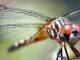 Кому укус насекомых грозит анафилактическим шоком?