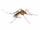 Как уберечь себя от укусов насекомых?